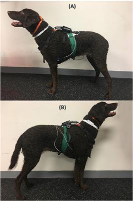 Heart Rate Changes Before, During, and After Treadmill Walking Exercise in Normal Dogs